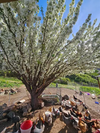 a view of a backyard with wooden fence