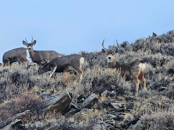 $1,300,000 | 9437 County Road 76, Ohio City, CO 81239