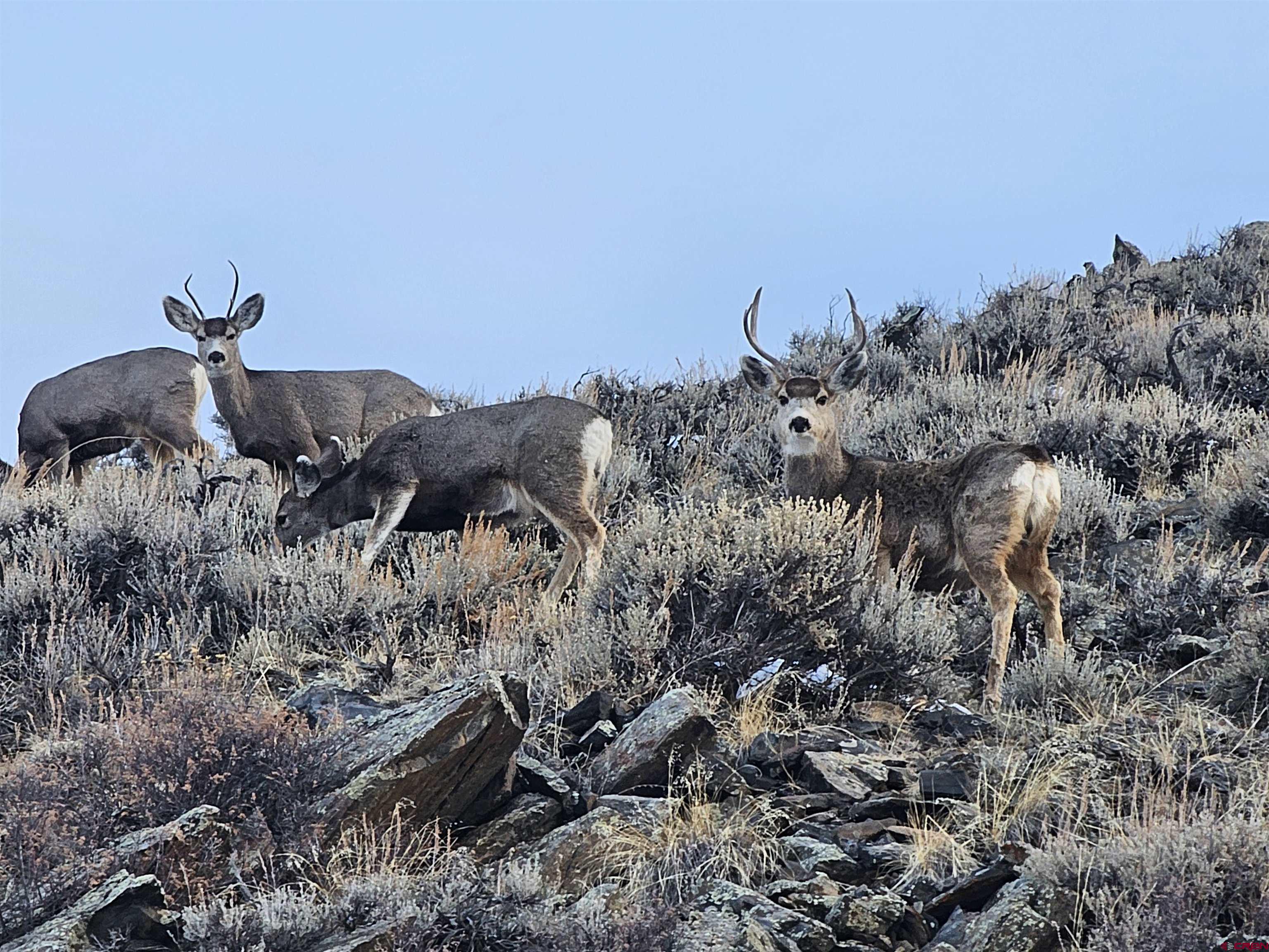 9437 County Road 76 Ohio City, CO 81239 - Photo 29 of 29 a view of a dry yard with a house