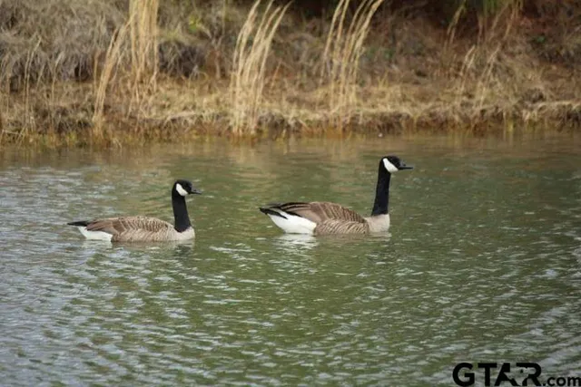 $199,900 | Lot 13 Acr 450, Montalba, TX 75853