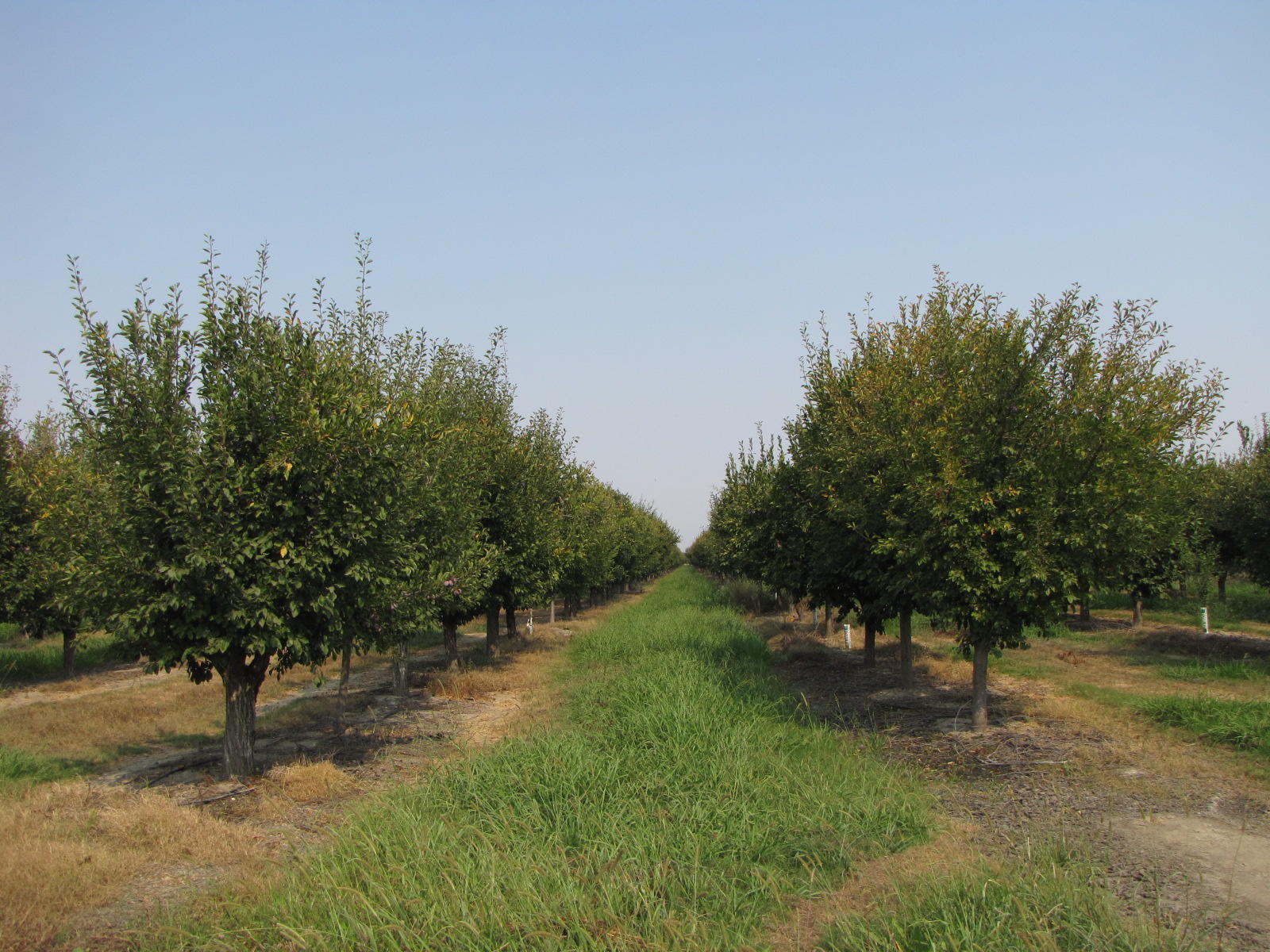 Orangewood Road Corning, CA 96021 - Photo 14 of 20 14 IMG_7427