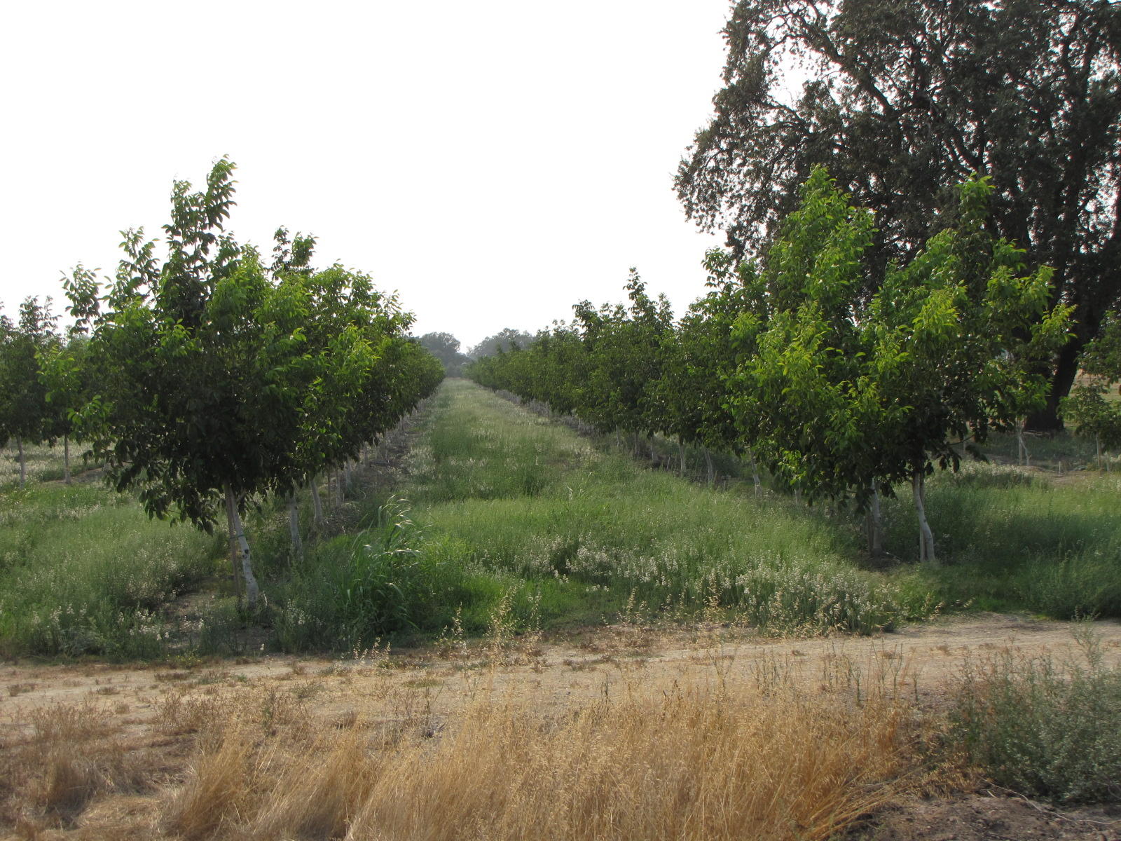 Orangewood Road Corning, CA 96021 - Photo 15 of 20 15 IMG_7437