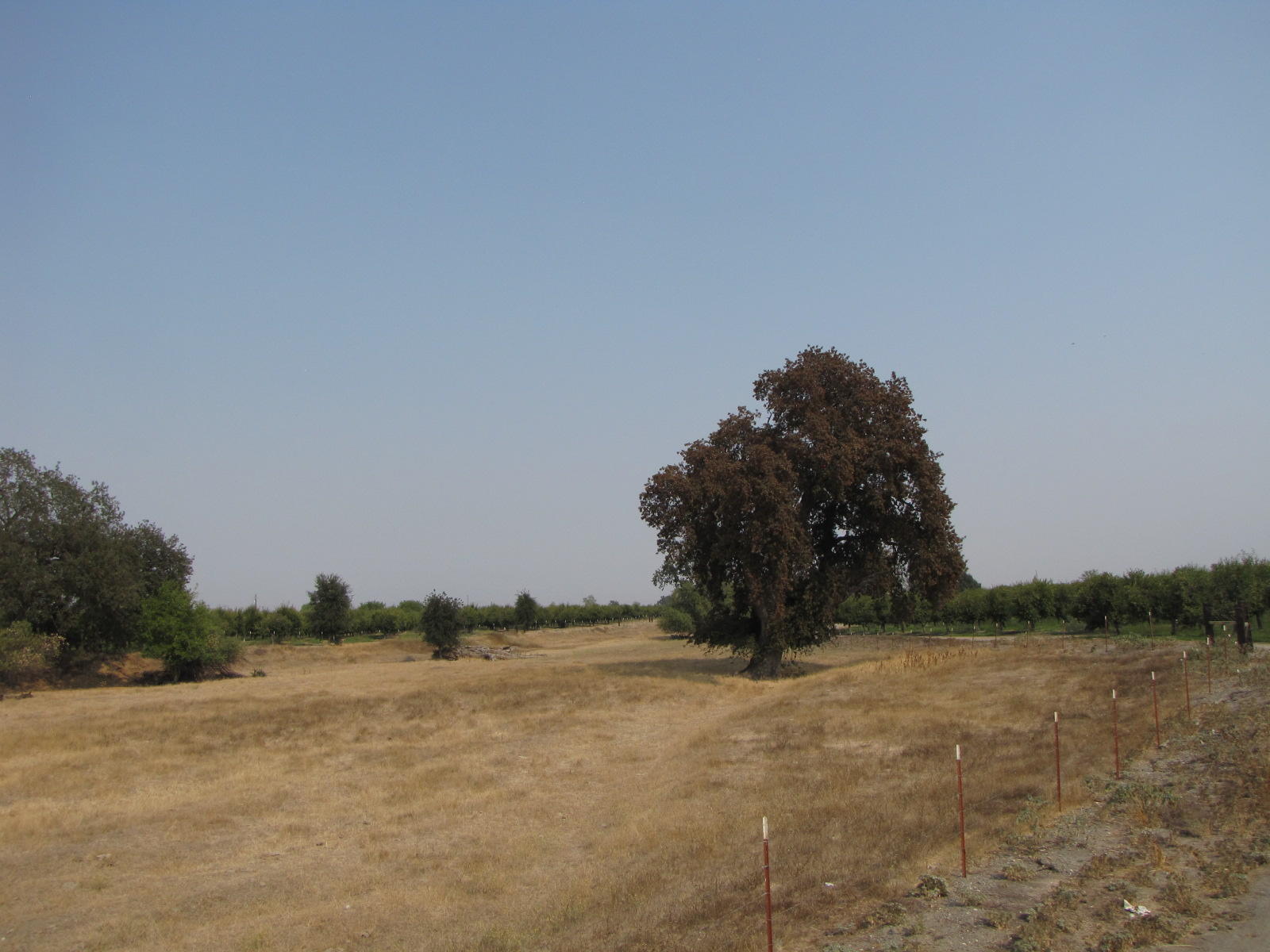 Orangewood Road Corning, CA 96021 - Photo 18 of 20 18 IMG_7429