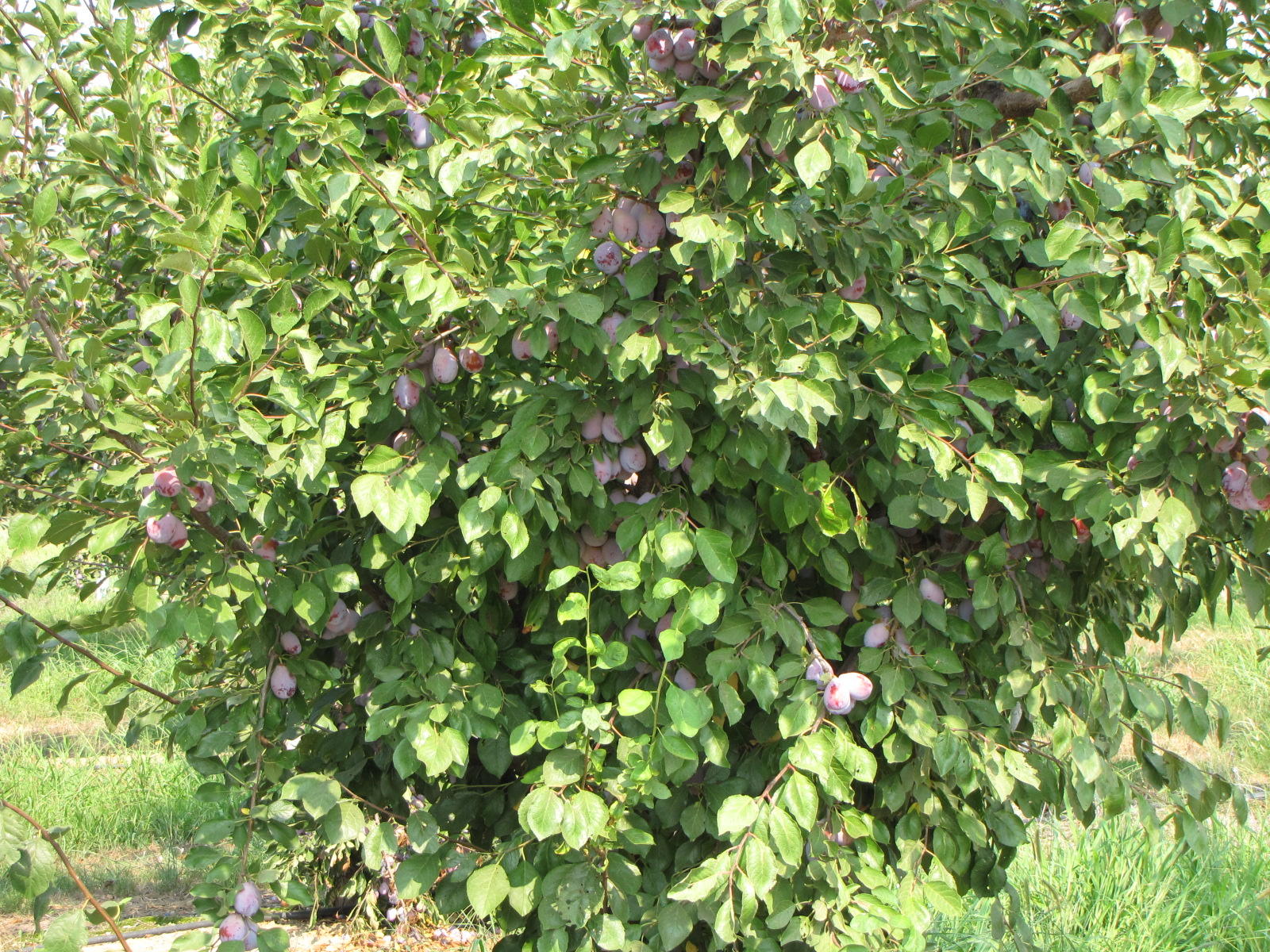 07 IMG_7412