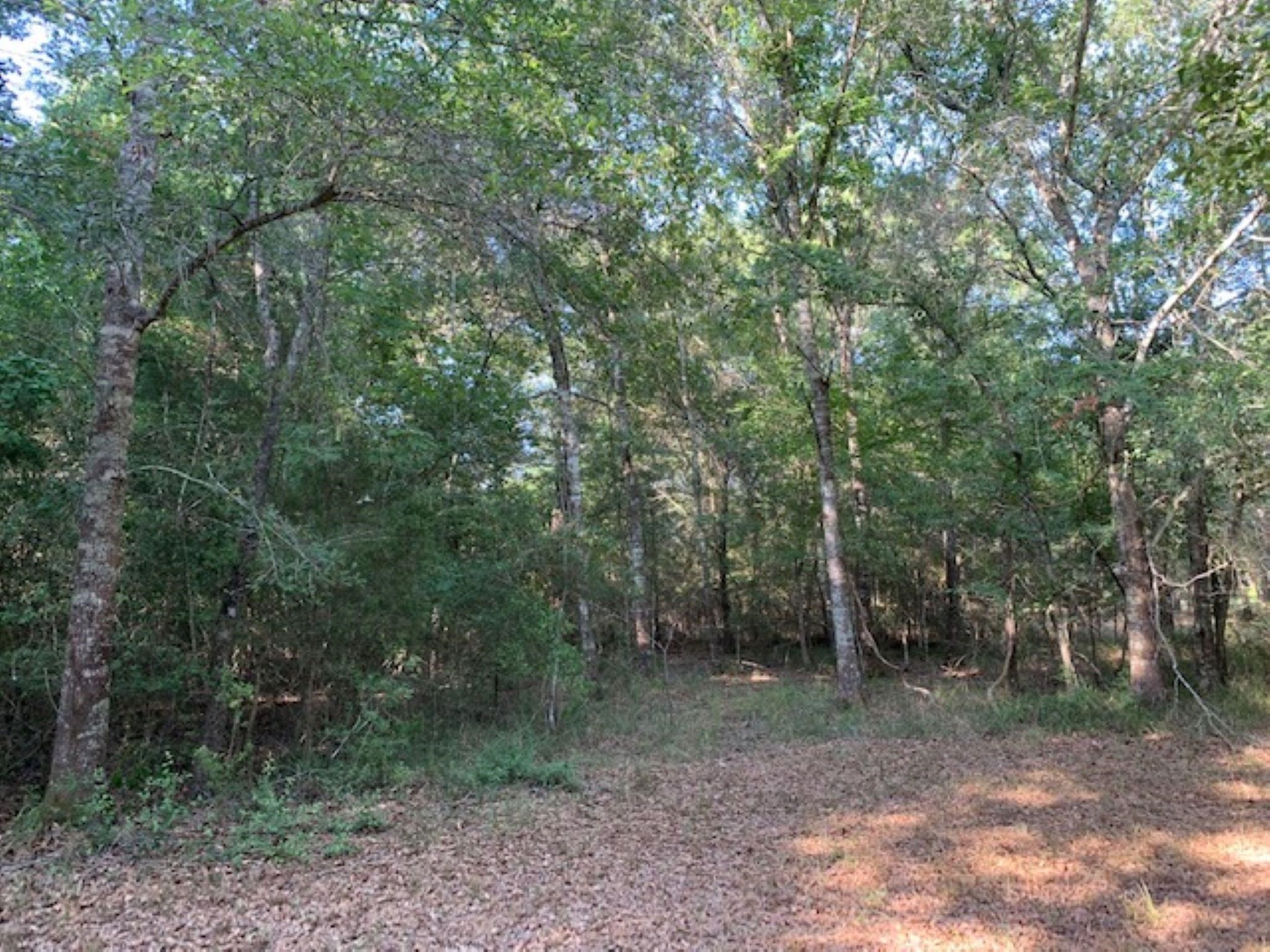 0 Kickapoo Road Hockley, TX 77447 - Photo 11 of 13 a view of a forest with trees in the background