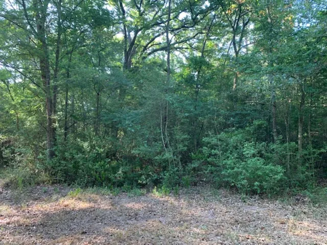 a view of a forest with trees in the background
