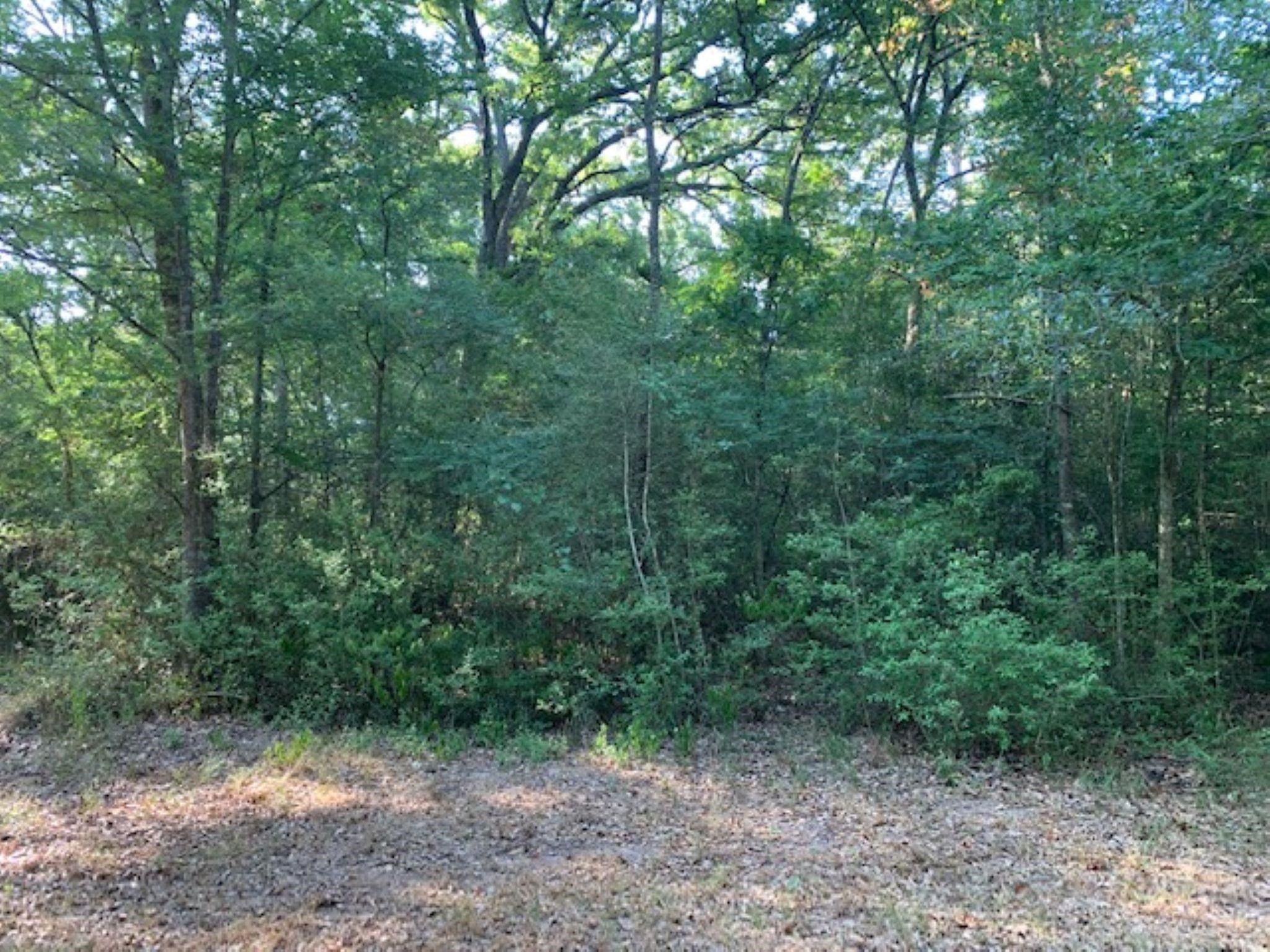 0 Kickapoo Road Hockley, TX 77447 - Photo 12 of 13 a view of a forest with trees in the background
