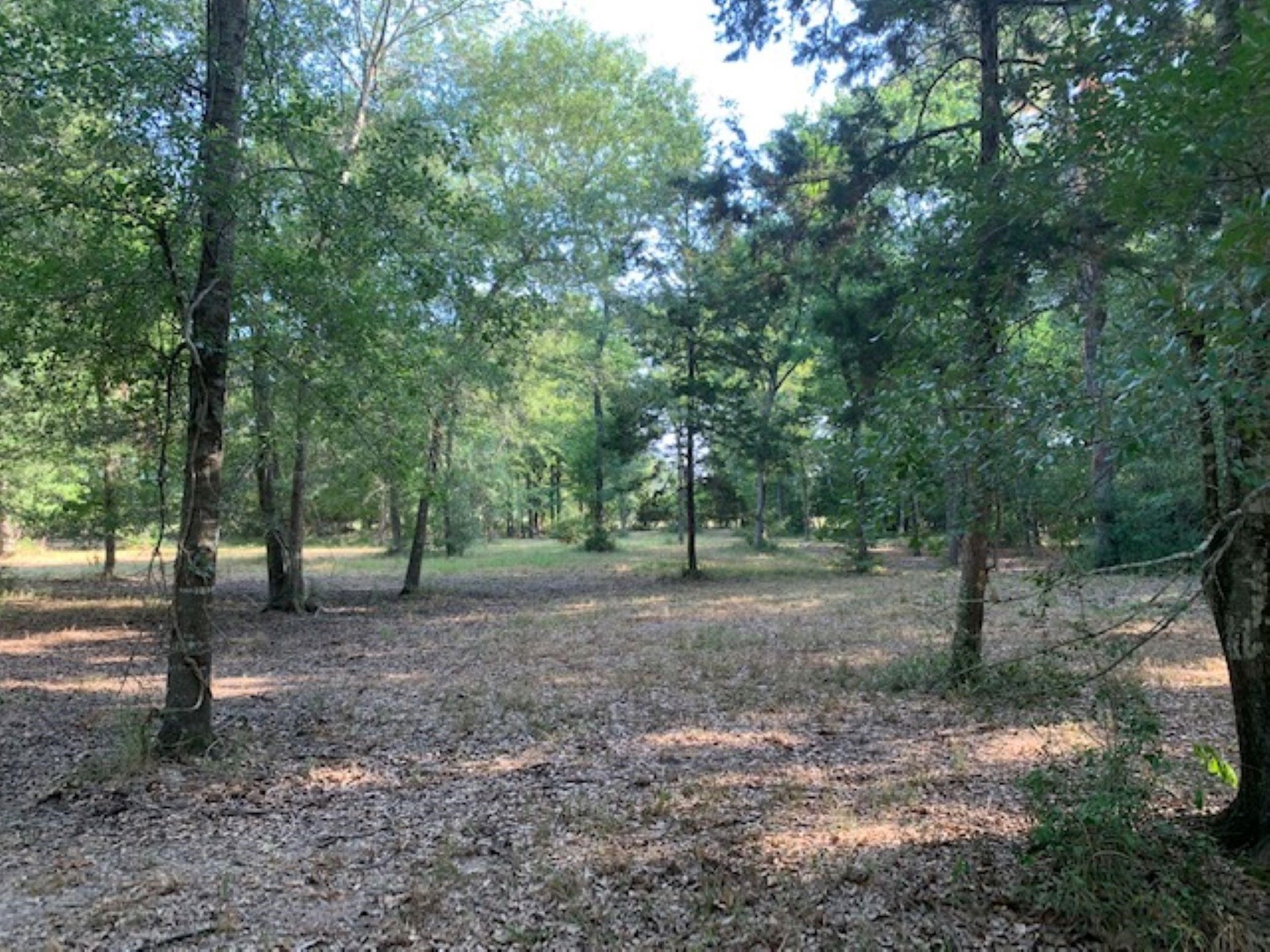 0 Kickapoo Road Hockley, TX 77447 - Photo 5 of 13 a view of a forest with trees in the background