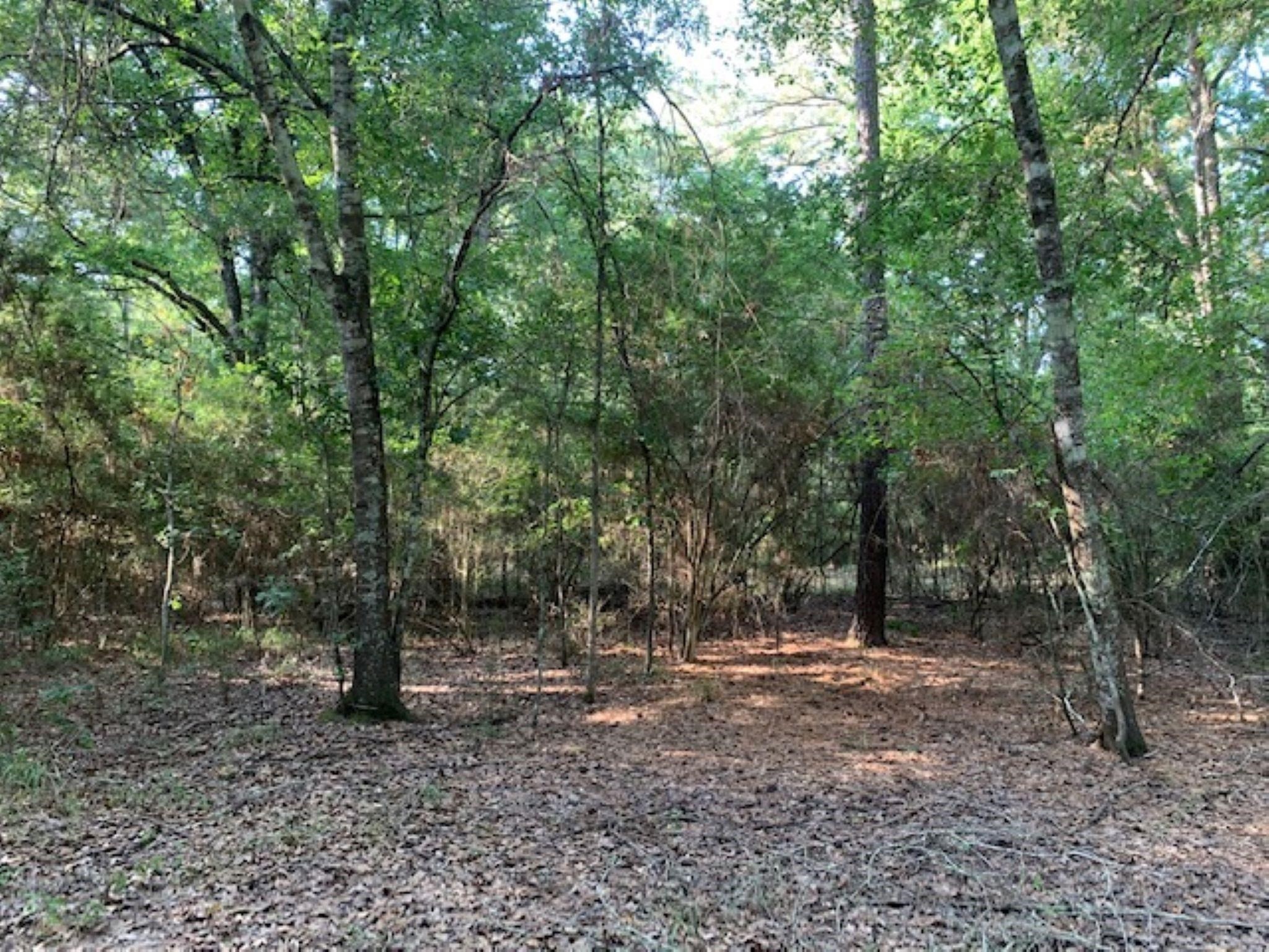 0 Kickapoo Road Hockley, TX 77447 - Photo 6 of 13 a view of a forest with trees in the background