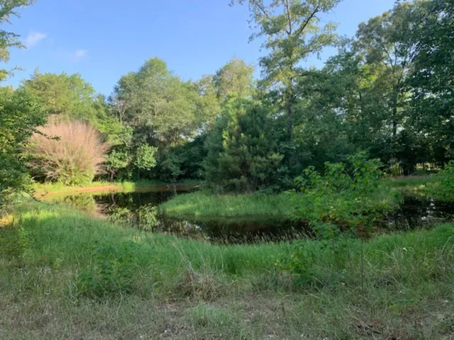 a view of a lush green forest with lots of trees