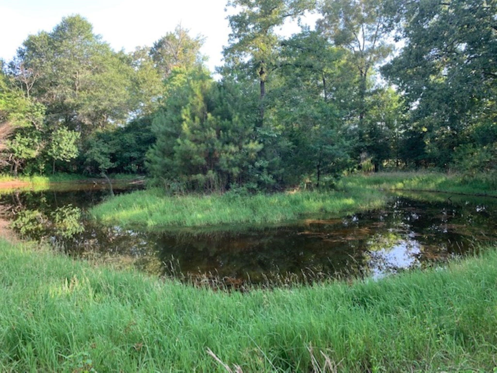 0 Kickapoo Road Hockley, TX 77447 - Photo 8 of 13 a view of a lush green forest with lots of trees