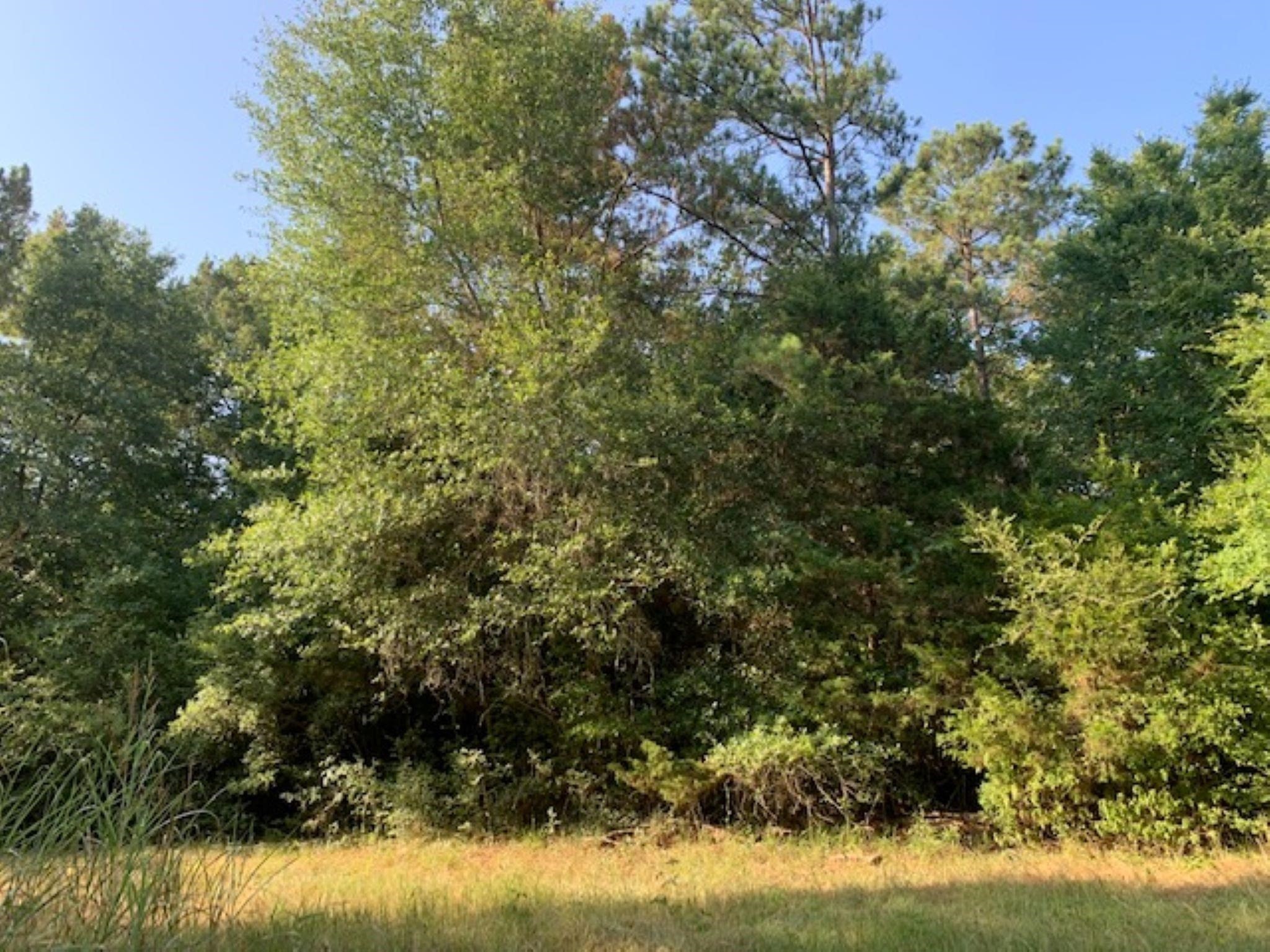 0 Kickapoo Road Hockley, TX 77447 - Photo 9 of 13 a view of a yard