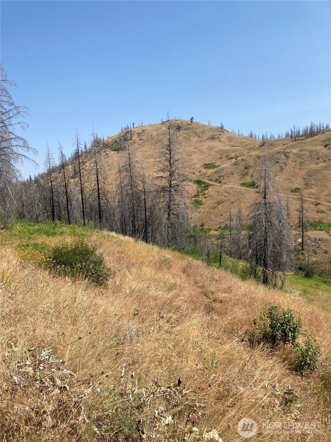 1111 Bottom Road Oroville, WA 98844 - Photo 5 of 15 a view of a backyard