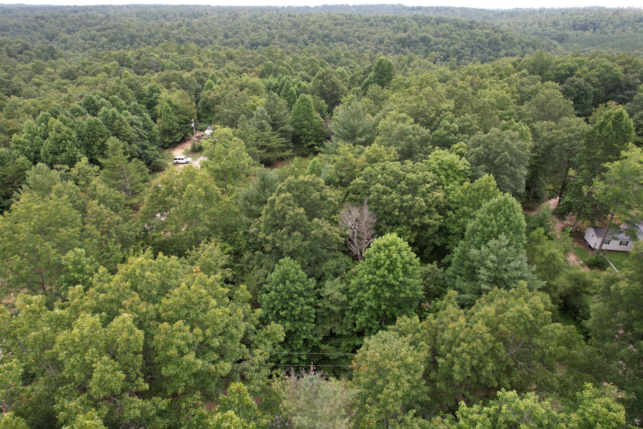 a view of a forest with a street