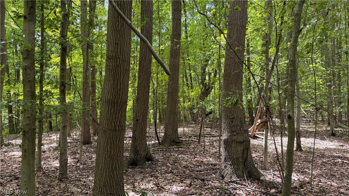 Crosby Cook Road Rome, OH 44085 - Photo 28 of 48 Heavily wooded property featuring mature trees and a natural, undeveloped landscape