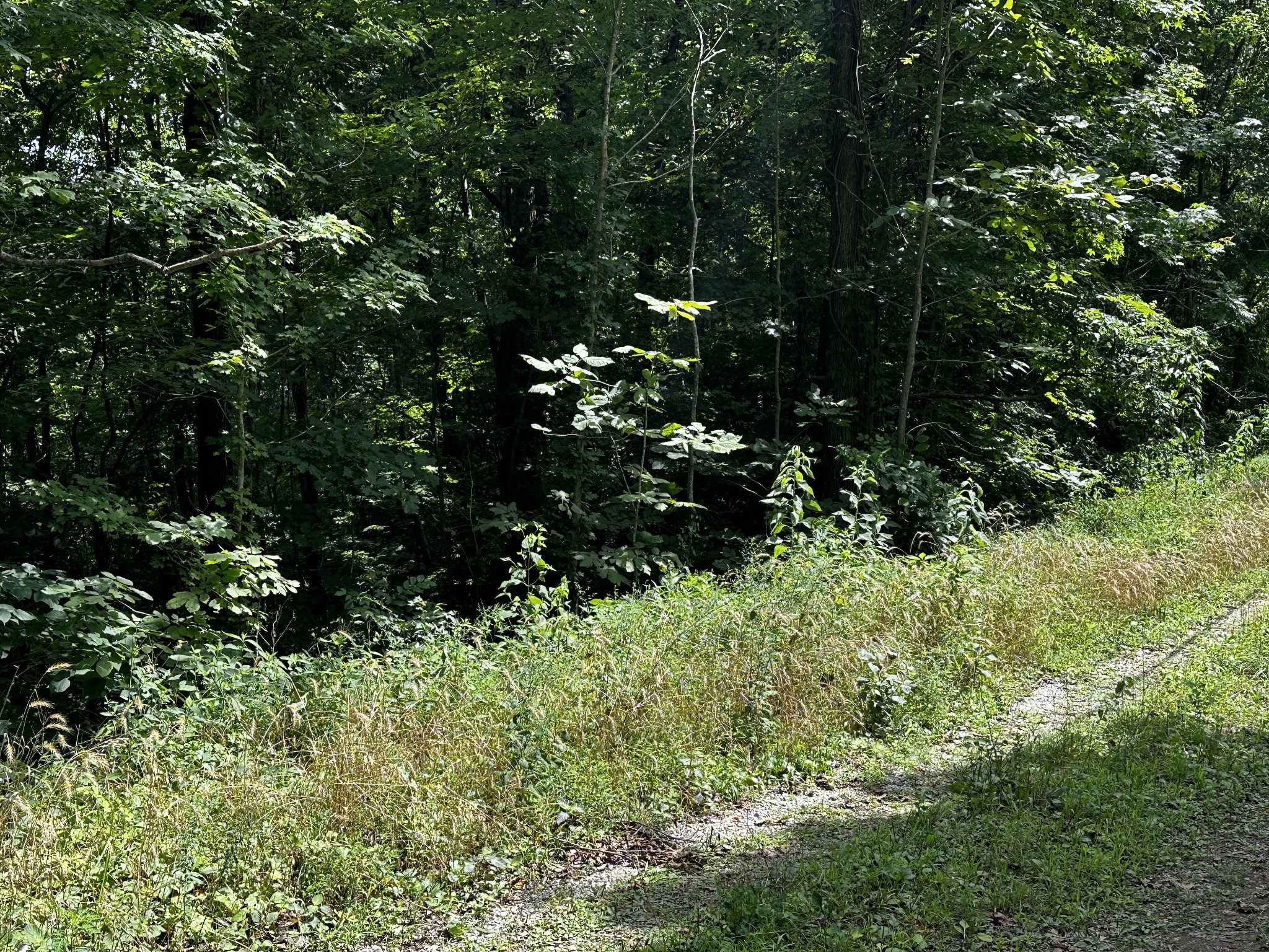 14776 Center Hill Dam Road Silver Point, TN 38582 - Photo 5 of 16 a view of a garden