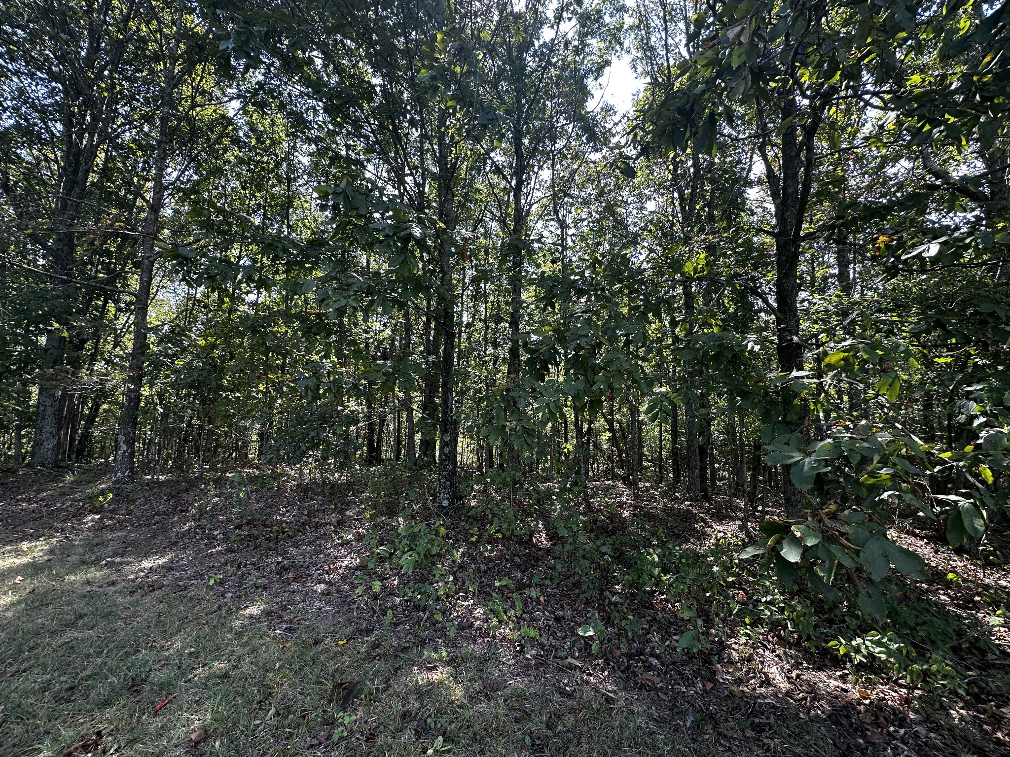0 Eaglet Road Summertown, TN 38483 - Photo 3 of 11 Gallery Image 3