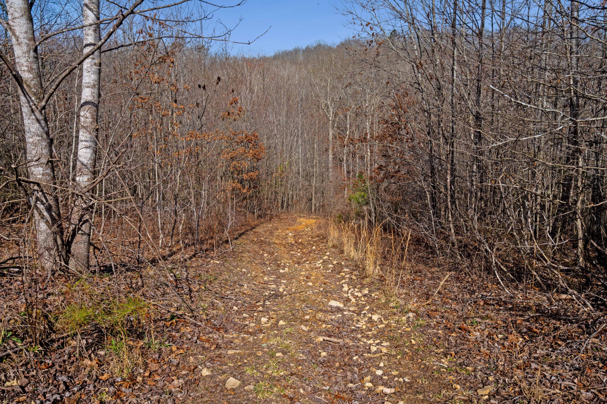 131 Turkey Ridge Road Summertown, TN 38483 - Photo 11 of 29