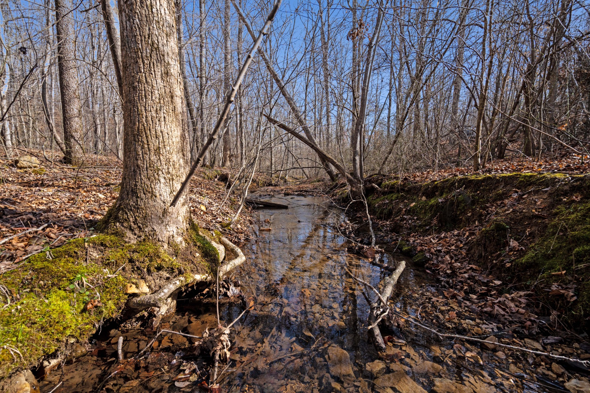 131 Turkey Ridge Road Summertown, TN 38483 - Photo 13 of 29