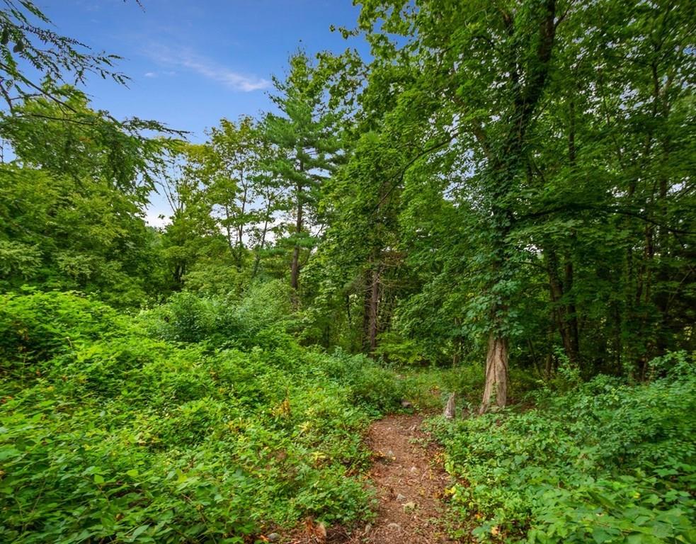 14 Hilliard Road Lincoln, MA 01773 - Photo 24 of 31 a plant view with lots of trees