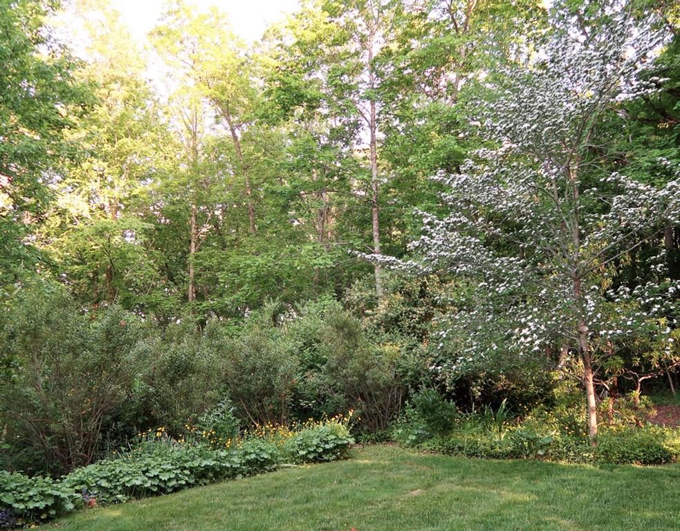 14 Hilliard Road Lincoln, MA 01773 - Photo 30 of 31 a view of a lush green forest with large trees
