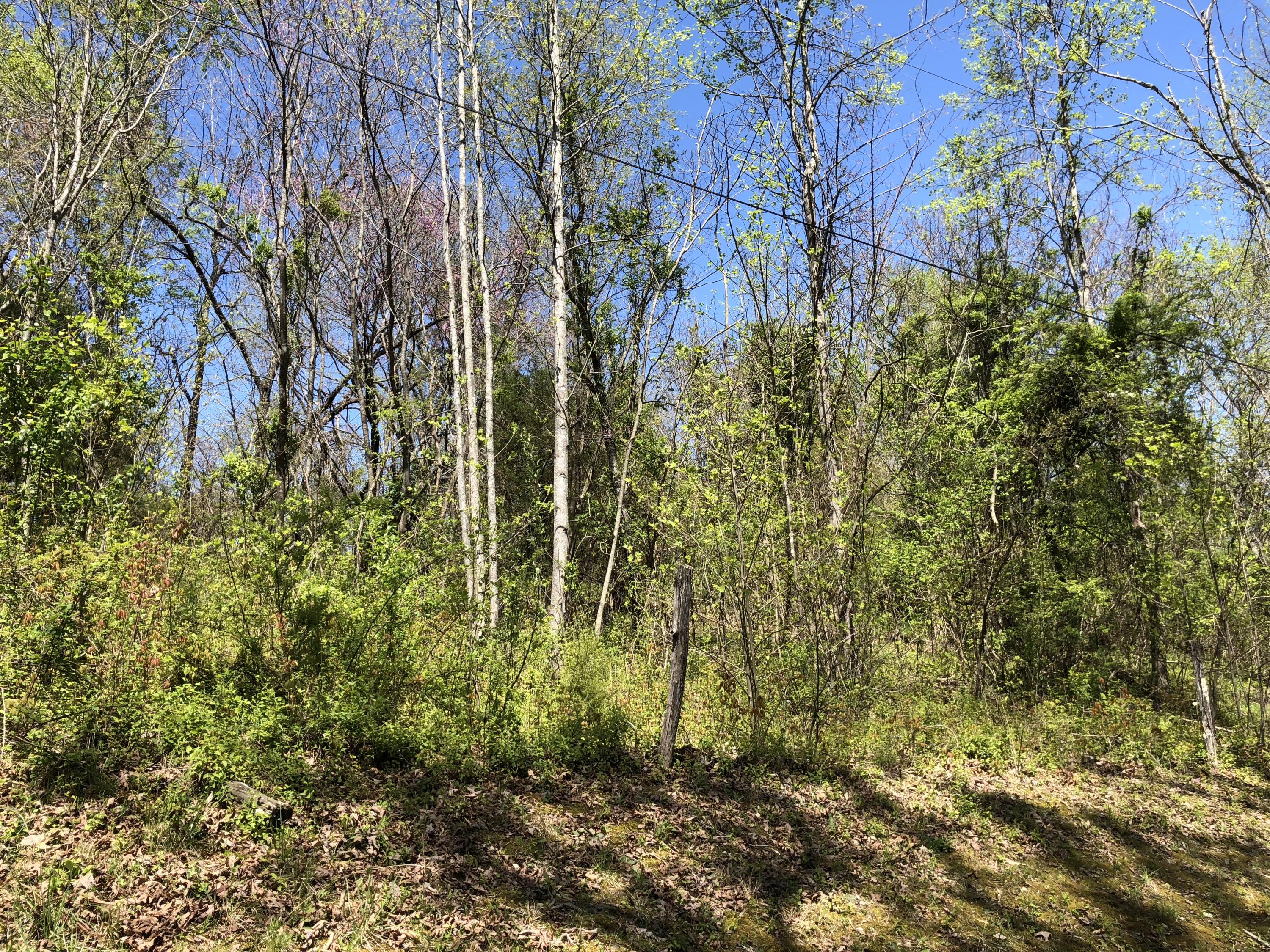 787 Mt Zion Road Jacksboro, TN 37757 - Photo 25 of 35 Yard