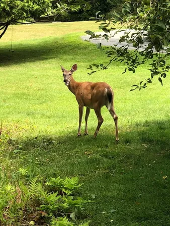 $1,500 | 38 Berkley Street, Unit B, Bethlehem, NH 03574