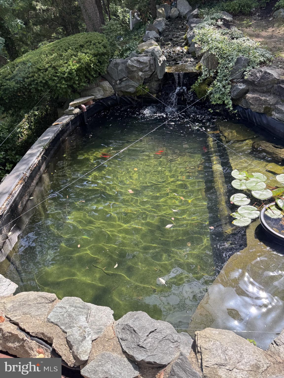 300 Magothy Bridge Road Pasadena, MD 21122 - Photo 80 of 117 Koi Pond