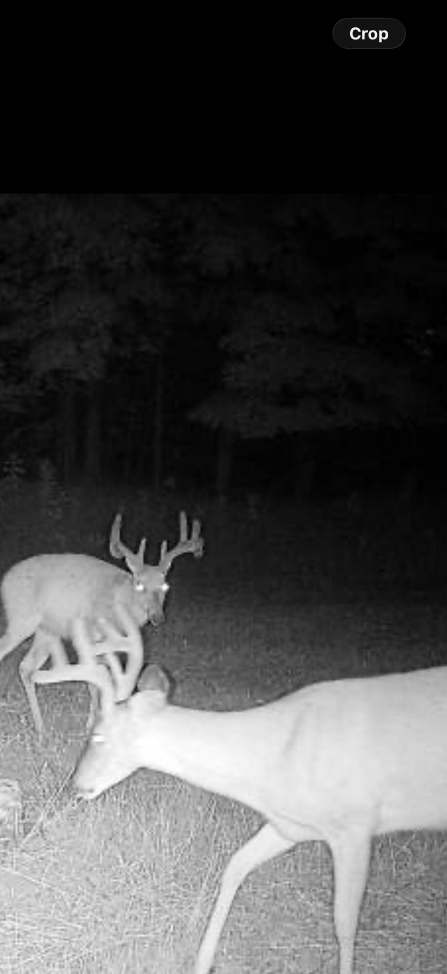 619 South Amber Road Scottville, MI 49454 - Photo 36 of 41 Deer on property