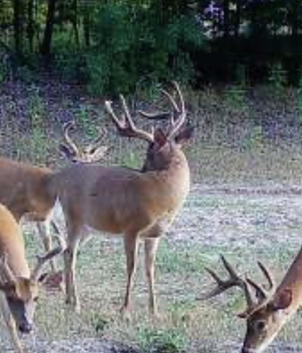 619 South Amber Road Scottville, MI 49454 - Photo 37 of 41 Deer on Property