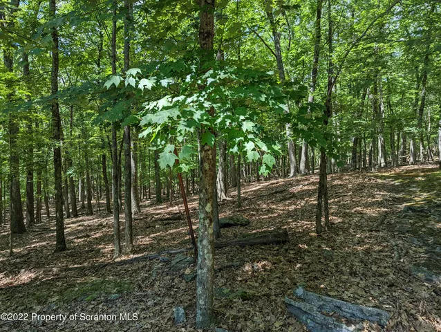 a view of a forest with trees