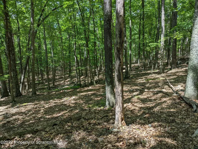 a view of a forest with trees