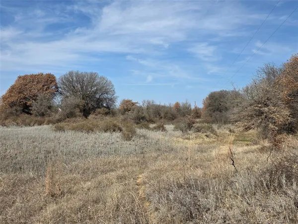 a view of a dry yard with large trees