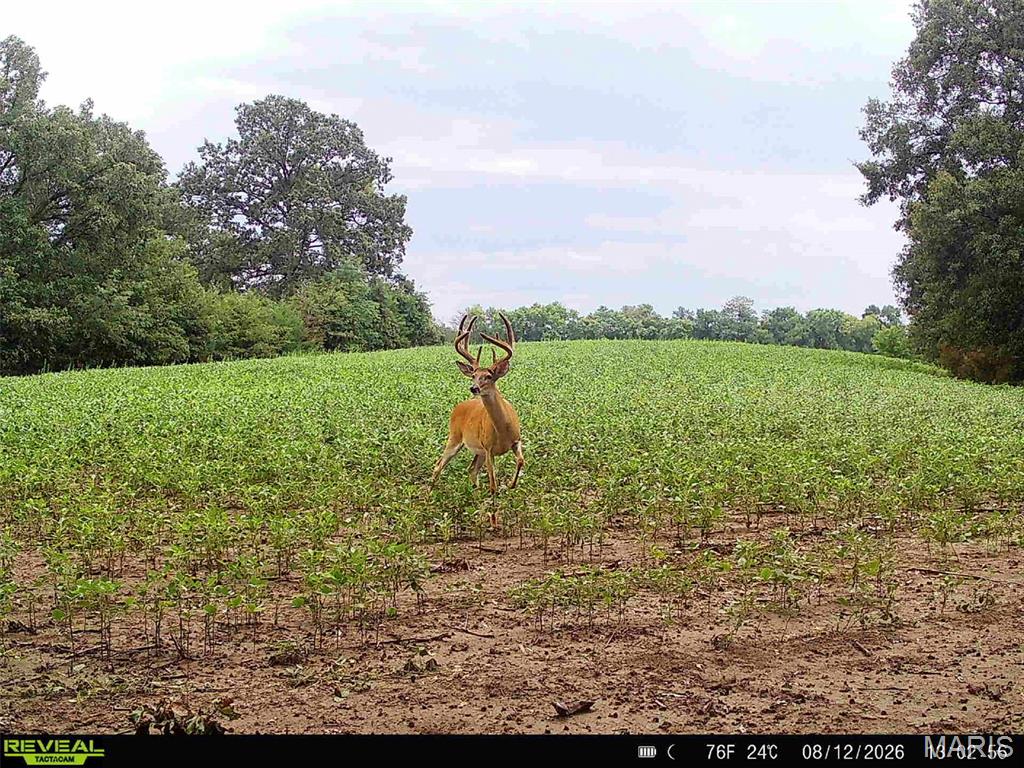 0 293 County Road Kahoka, MO 63445 - Photo 2 of 65 Gallery Image 2