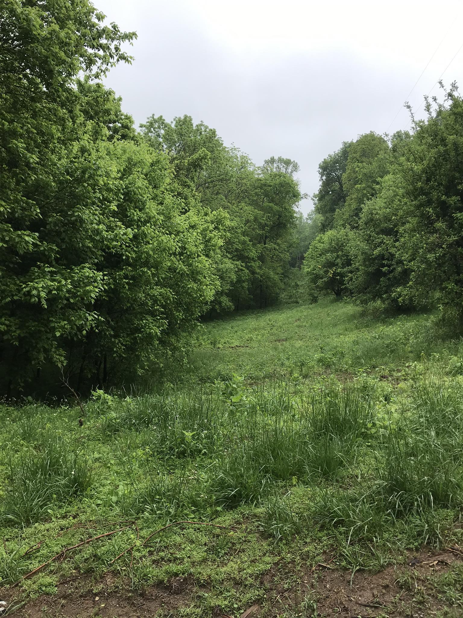 499 Mt Vernon Road Bethpage, TN 37022 - Photo 1 of 9 a view of a green field with lots of bushes