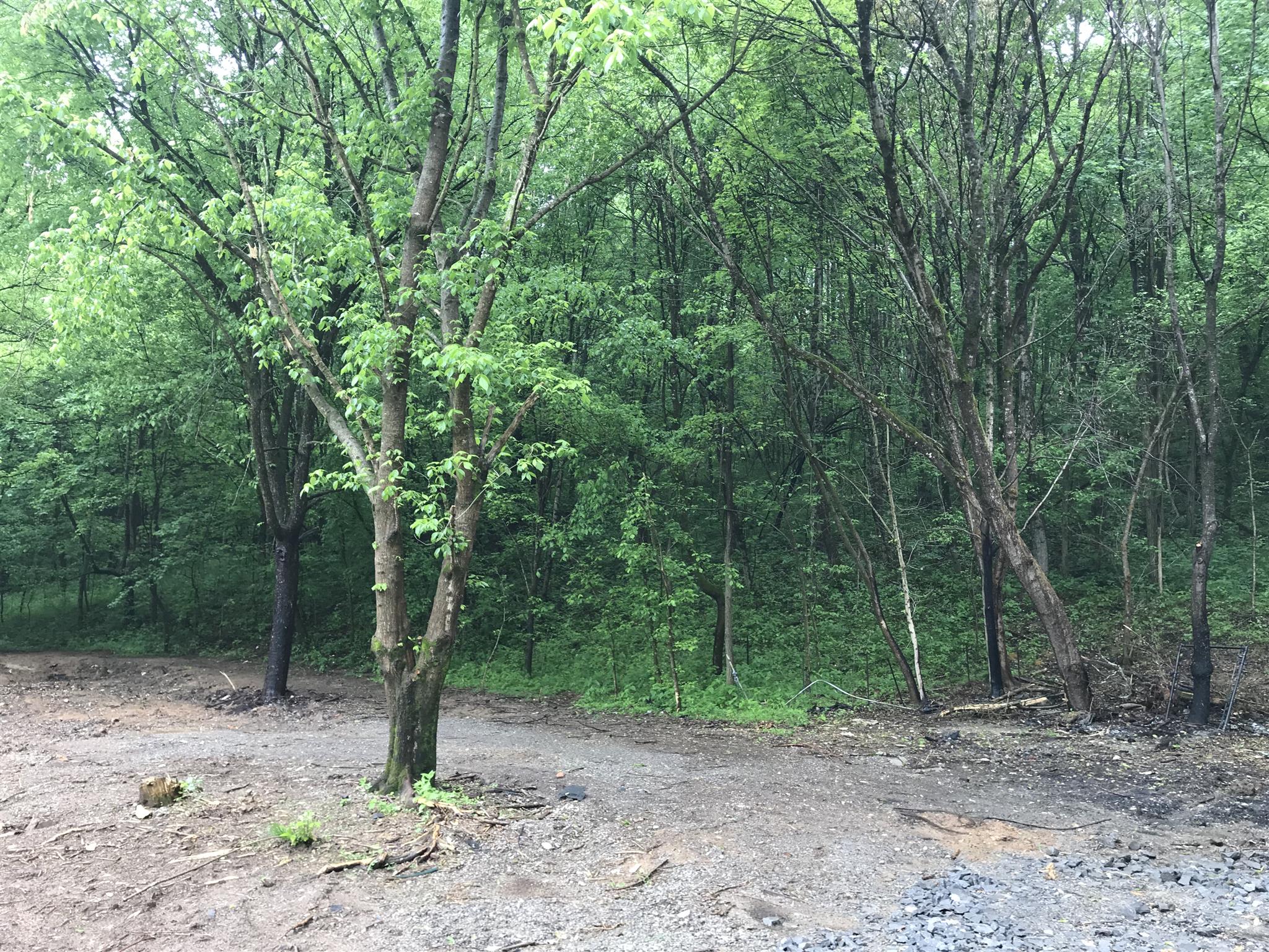 499 Mt Vernon Road Bethpage, TN 37022 - Photo 3 of 9 a view of a forest filled with trees
