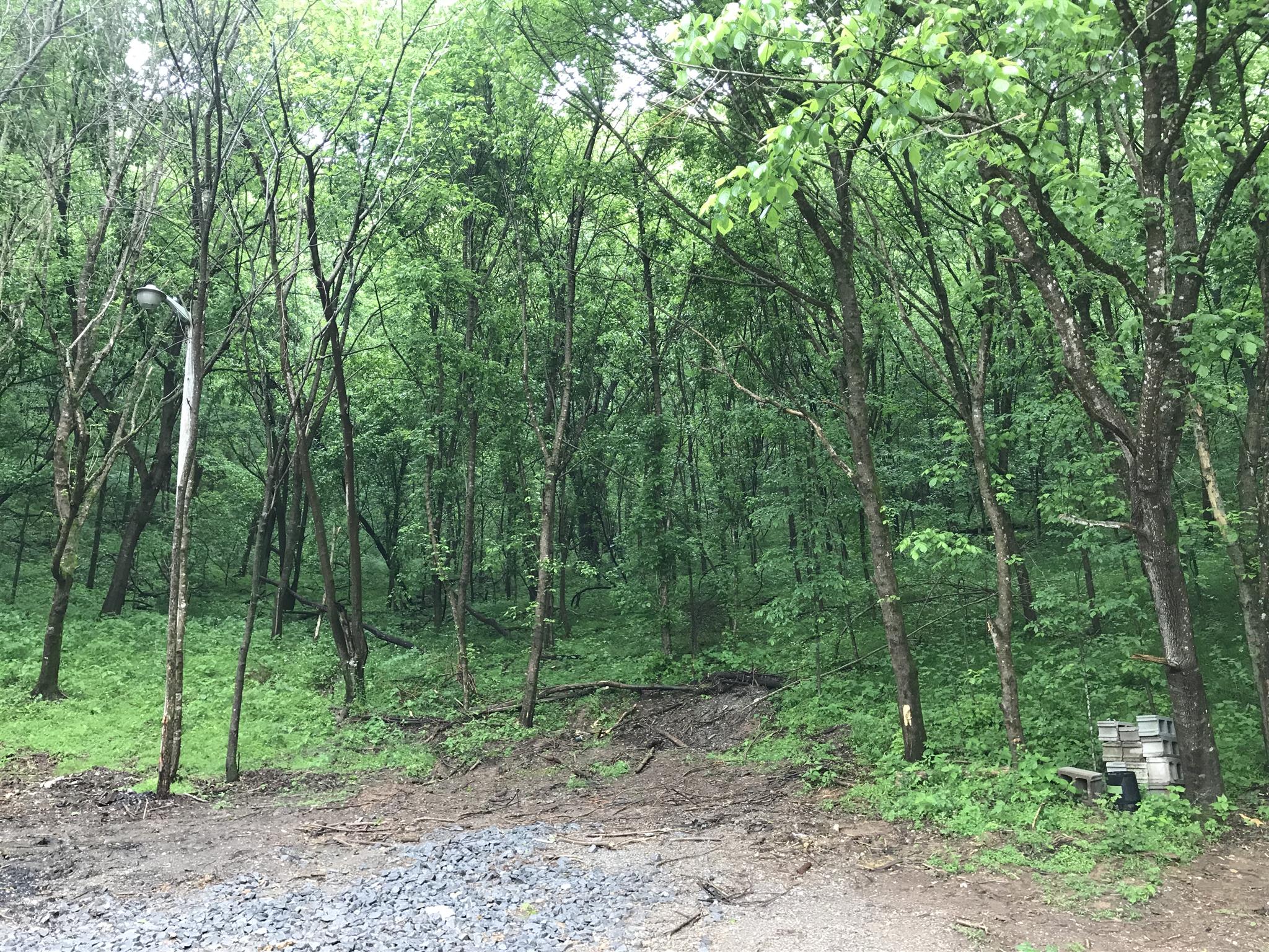 499 Mt Vernon Road Bethpage, TN 37022 - Photo 4 of 9 a view of a forest