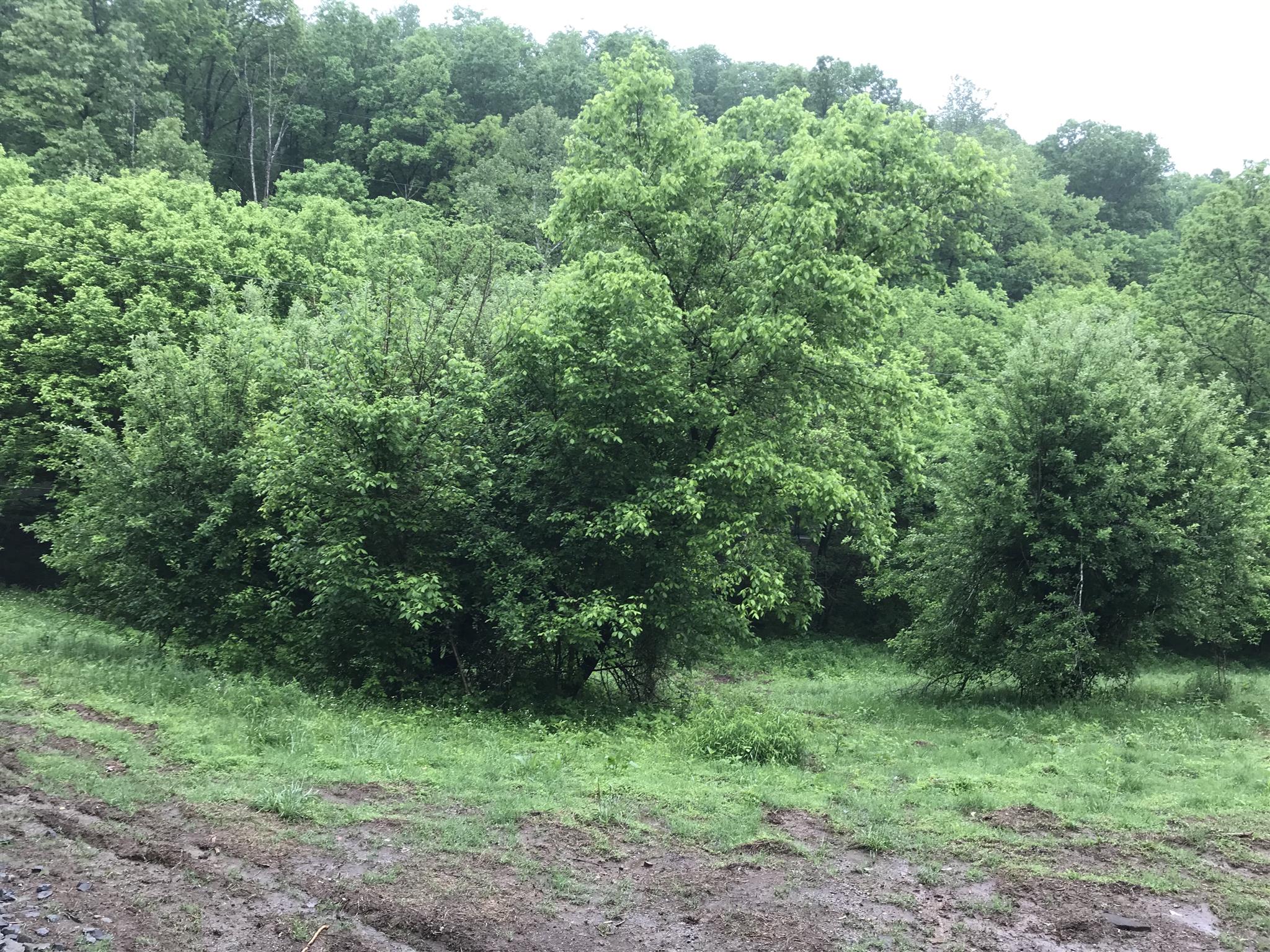 499 Mt Vernon Road Bethpage, TN 37022 - Photo 5 of 9