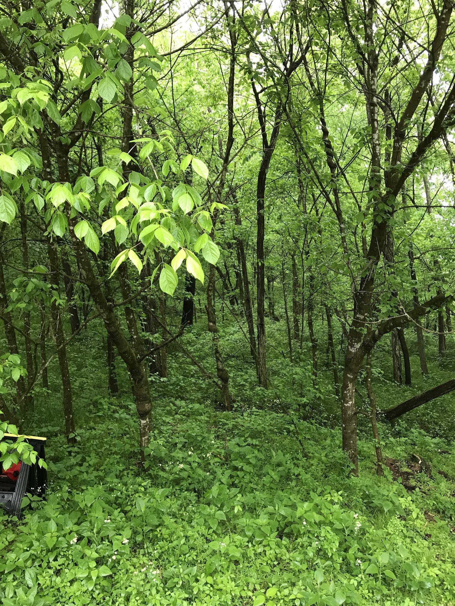 499 Mt Vernon Road Bethpage, TN 37022 - Photo 8 of 9 a view of a lush green forest