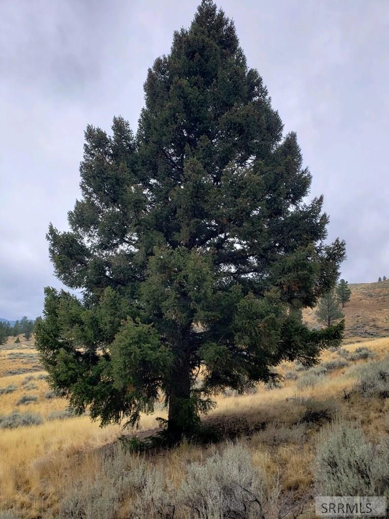 53 Panther Creek Estates Road Challis, ID 83226 - Photo 15 of 23