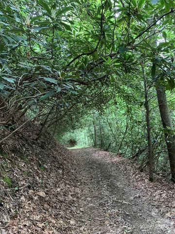 a sign board with tall trees