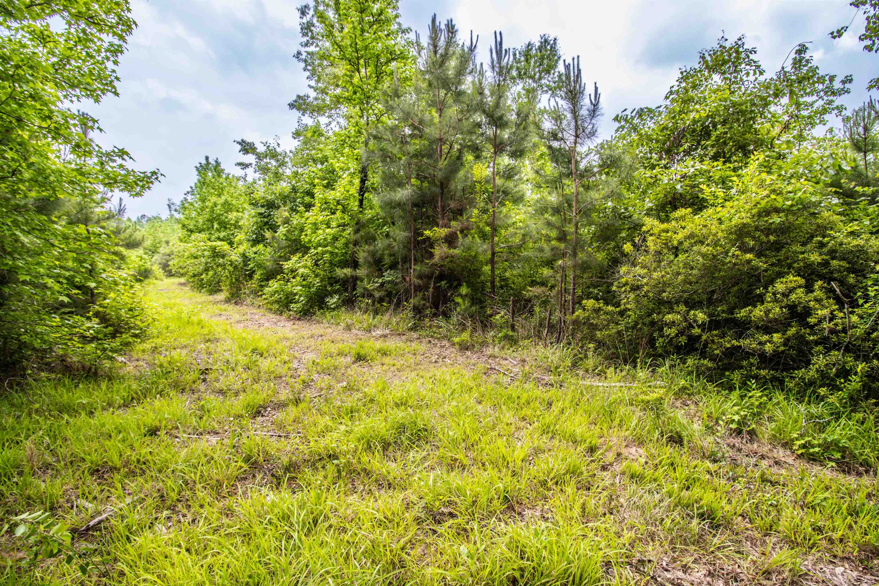 962 Cowpen Road Karnack, TX 75661 - Photo 5 of 21 Gallery Image 5