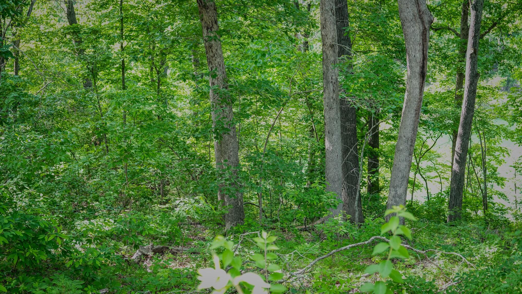 0 Arrowhead Circle Shell Knob, MO 65747 - Photo 5 of 15 ArrowheadCir_ShellKnob.MO-15
