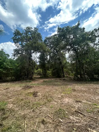 a view of a yard with trees
