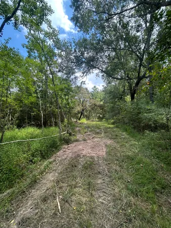 a view of a yard with a tree