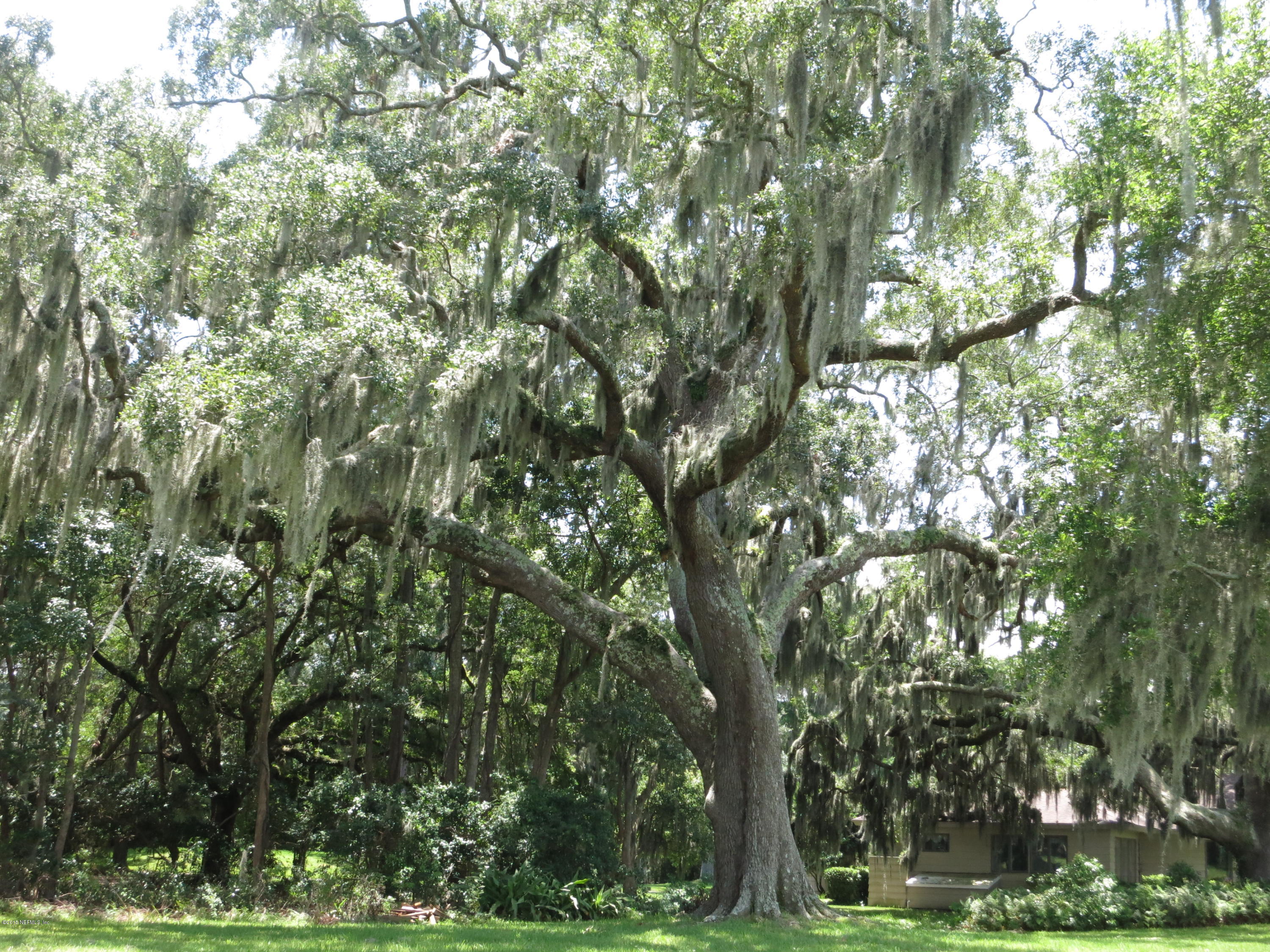 12818 Mandarin Road Jacksonville, FL 32223 - Photo 11 of 30 VIEW OF TREE