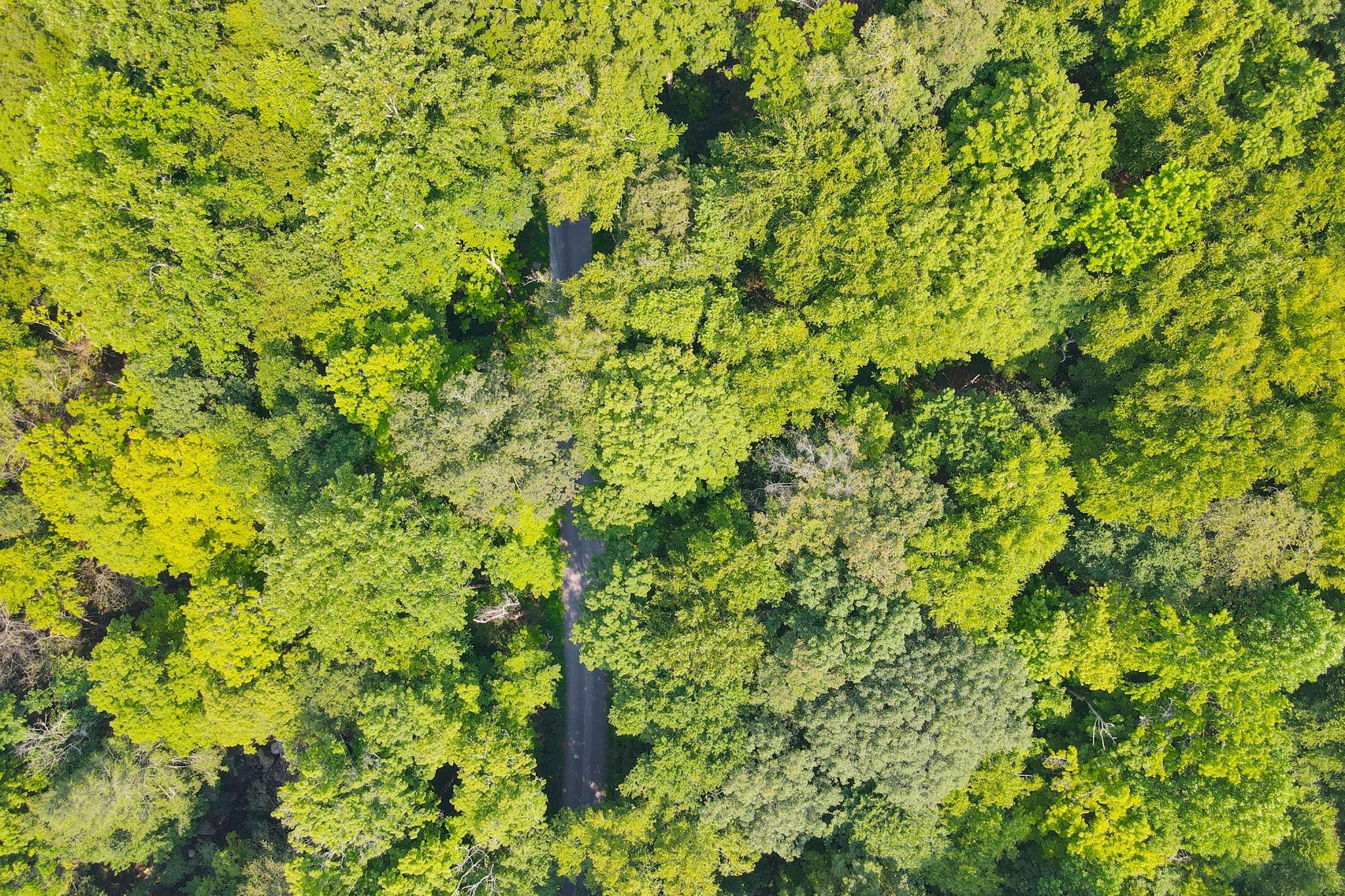 34 Gordon Road Carmel, NY 00000 - Photo 13 of 17 a view of a tree