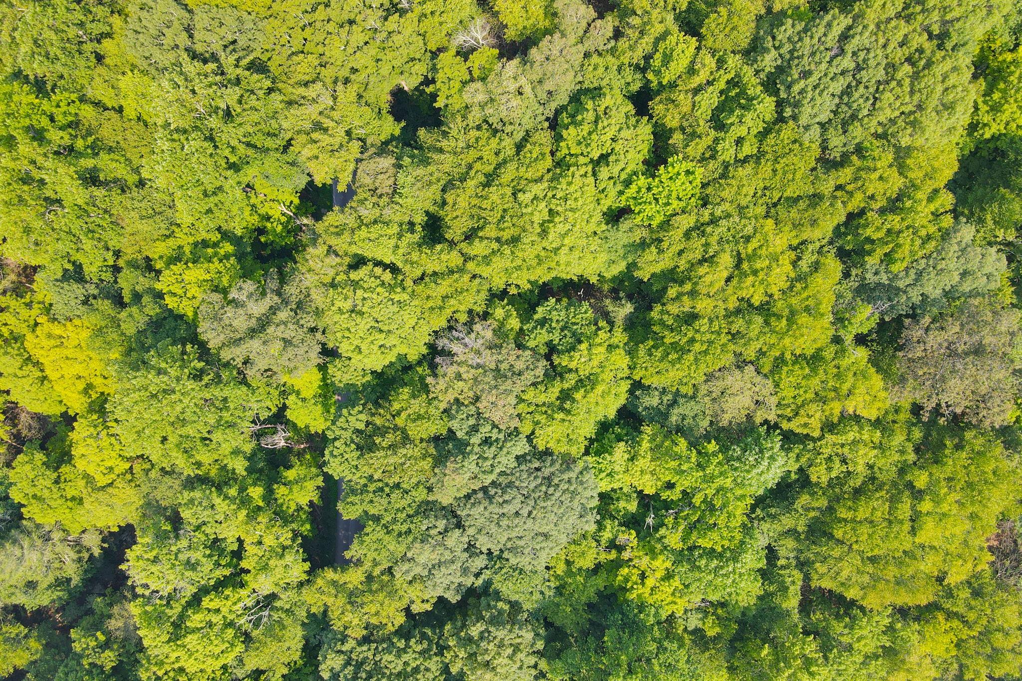 34 Gordon Road Carmel, NY 00000 - Photo 14 of 17 a view of a plants in a garden