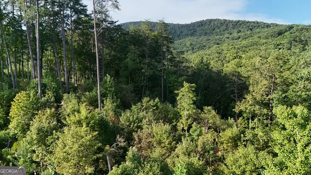 a view of a forest with a tree