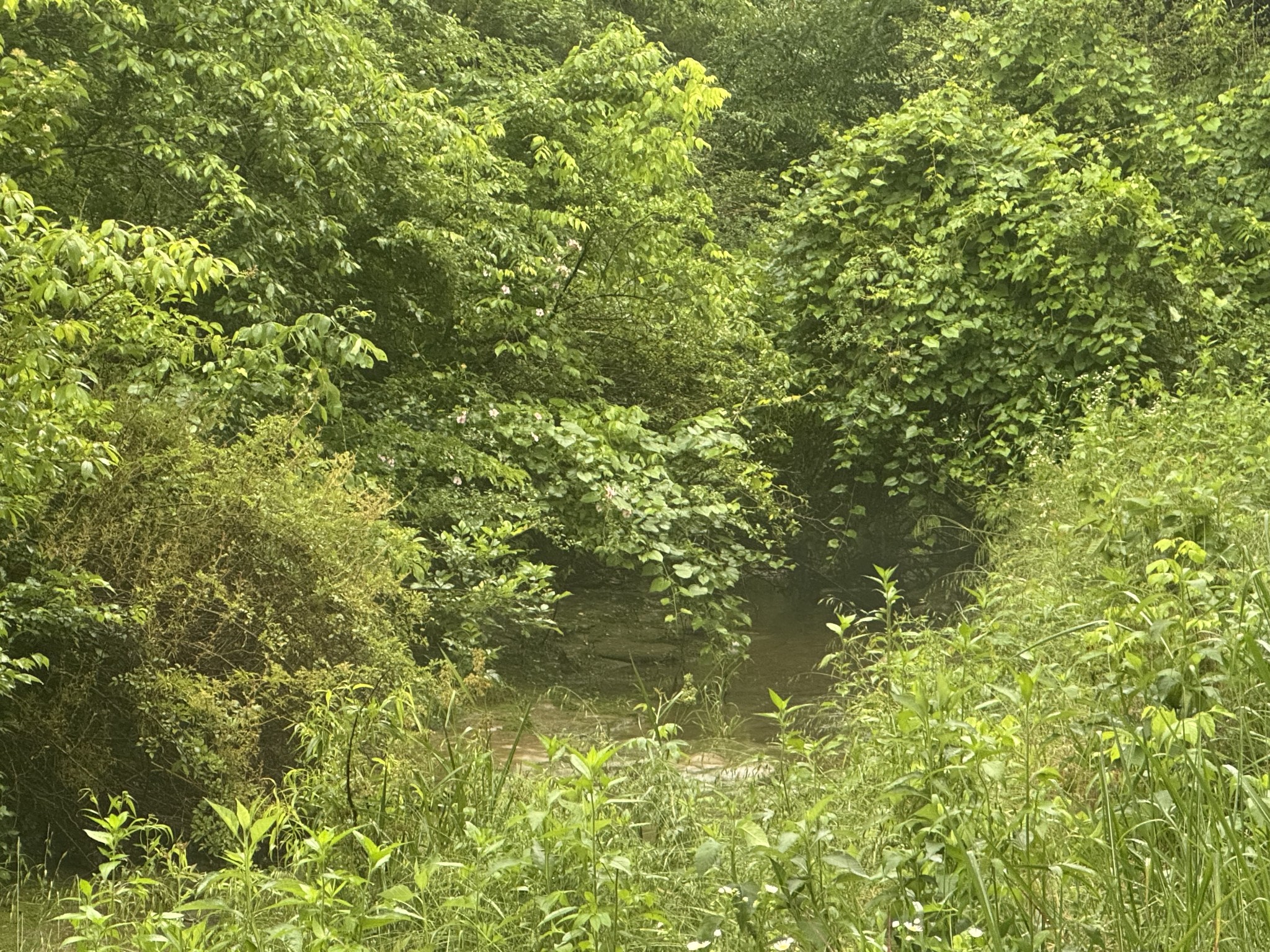 197 Blue Smith Road Petersburg, TN 37144 - Photo 12 of 29 a view of a tree